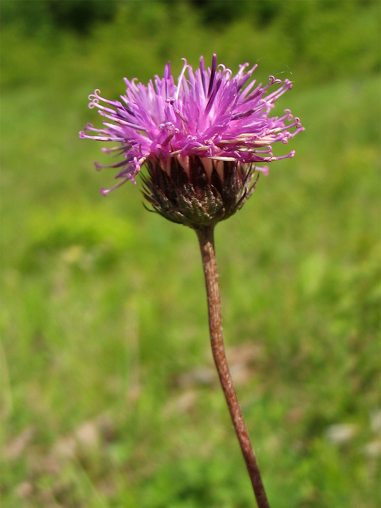 Image of Jurinea calcarea specimen.