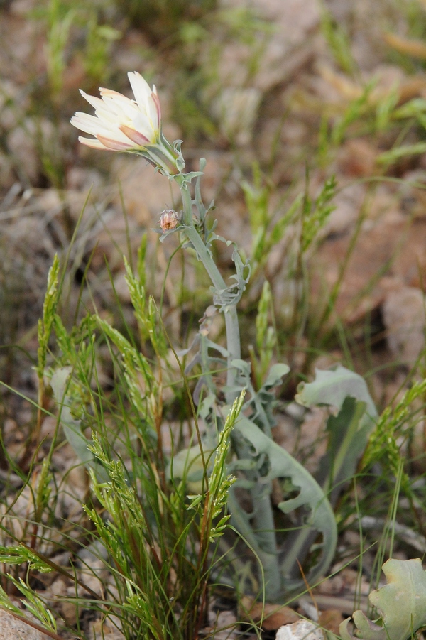 Image of Rafinesquia neomexicana specimen.