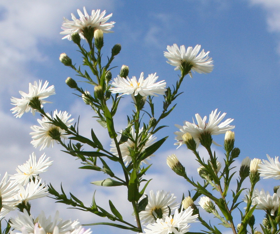 Изображение особи Symphyotrichum &times; versicolor.