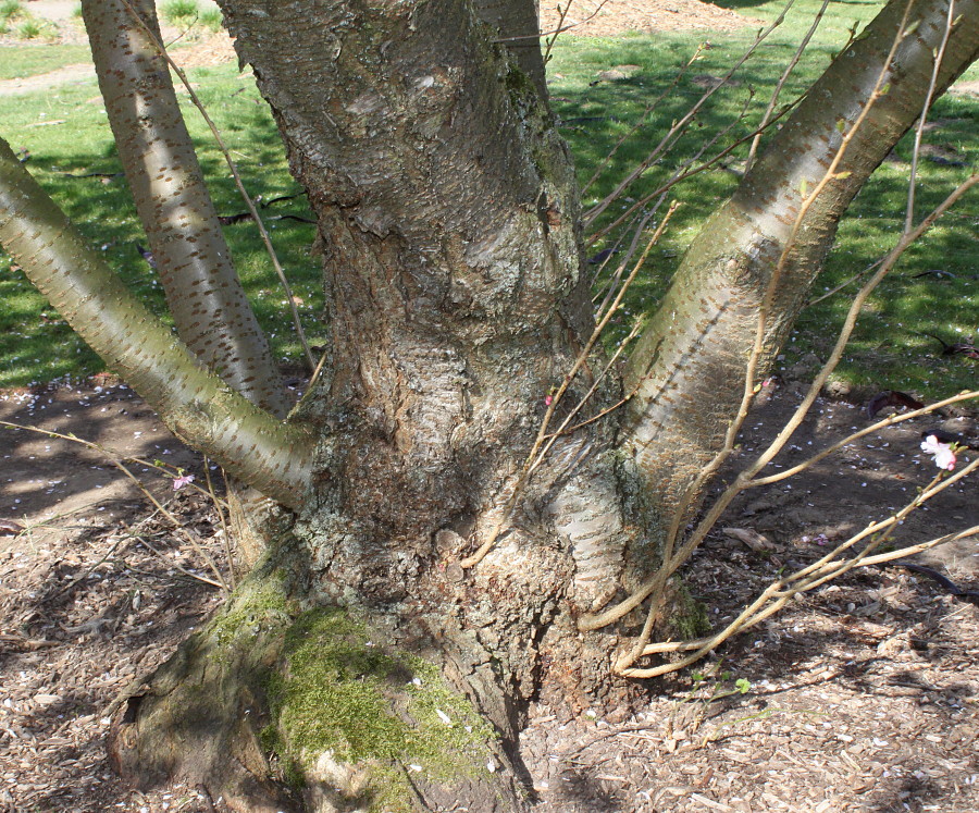 Image of Cerasus sachalinensis specimen.
