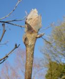 Carya tomentosa
