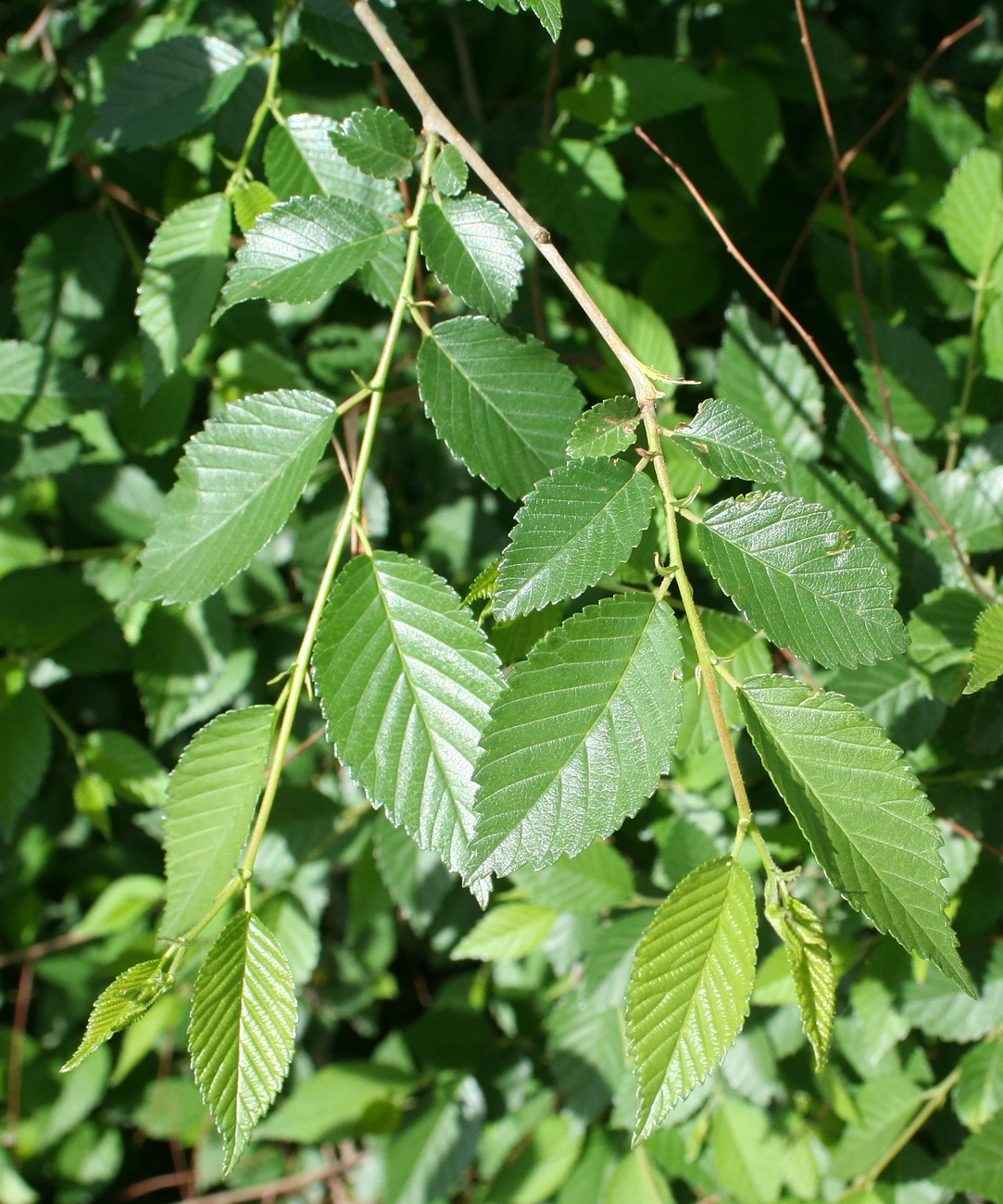 Изображение особи Ulmus pumila.