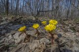 Adonis amurensis