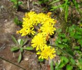 Image of taxon representative. Author is Галина Горьева