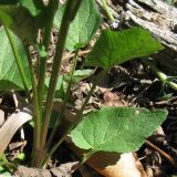Phyteuma vagneri