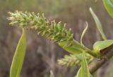 Salix × lispoclados. Женское соцветие. Московская обл., Лотошинский р-н, окр. с. Введенское. 10.05.2014.