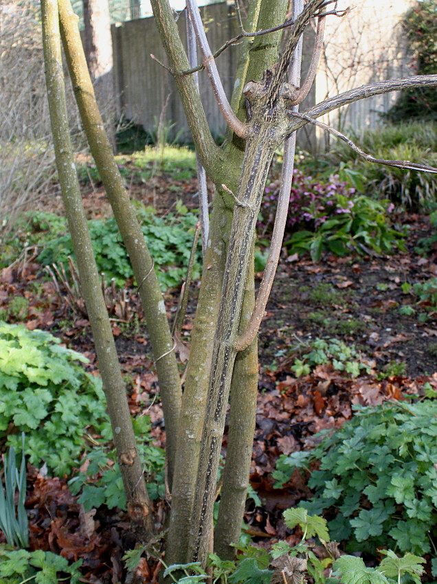 Image of genus Viburnum specimen.