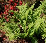 Dryopteris affinis