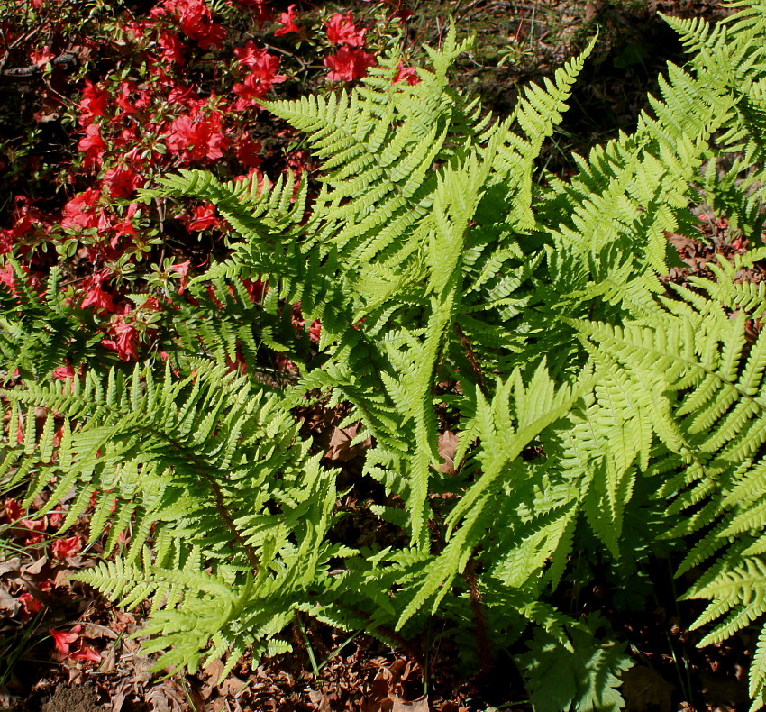 Изображение особи Dryopteris affinis.