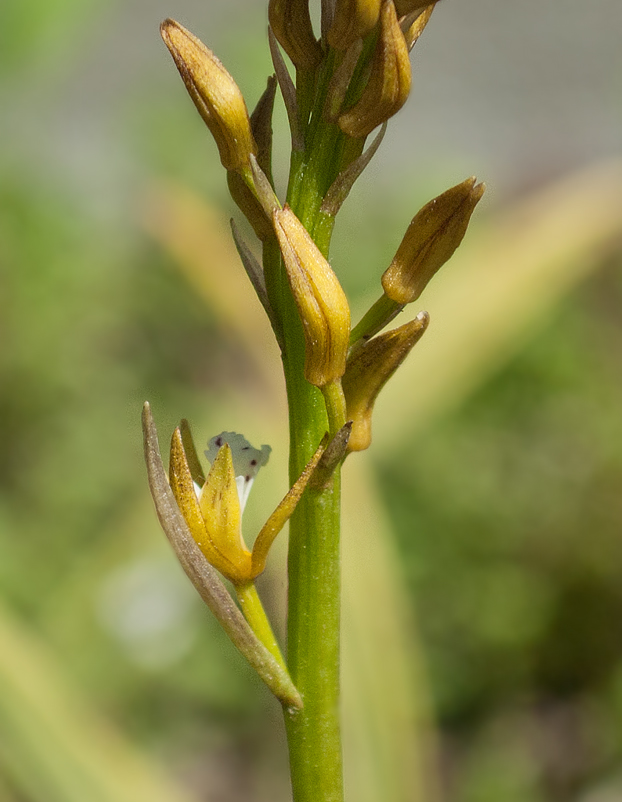 Image of Oreorchis patens specimen.