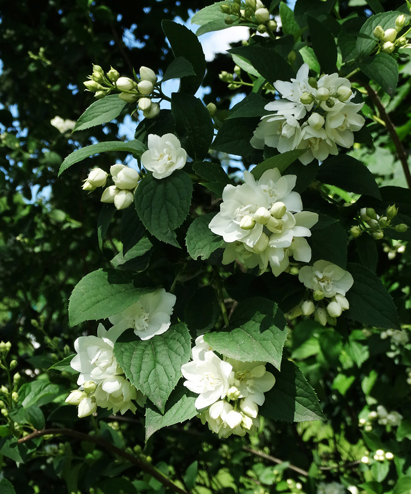 Image of Philadelphus × virginalis specimen.