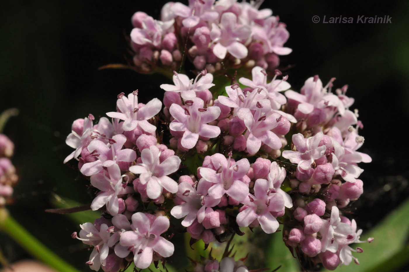 Image of Valeriana coreana specimen.