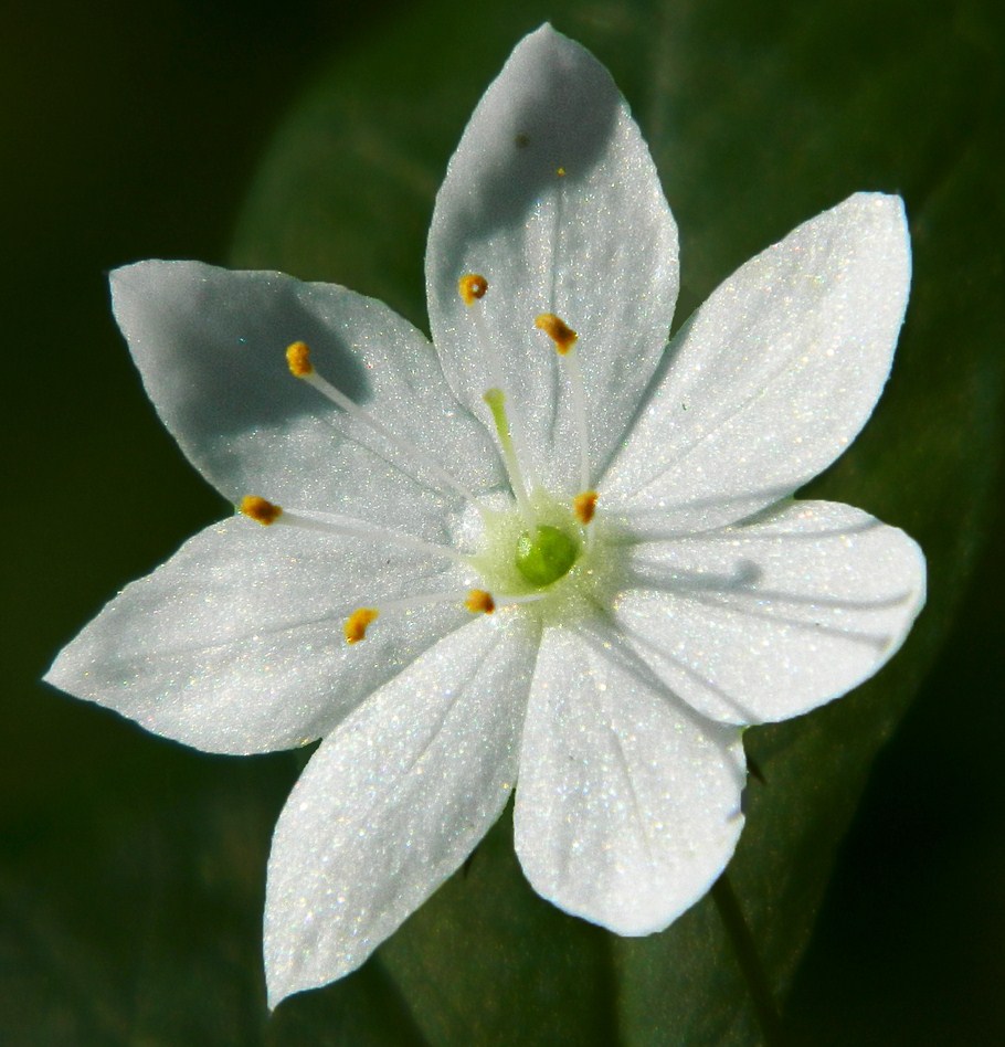 Изображение особи Trientalis europaea.