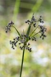 Scirpus sylvaticus. Соцветие. Ленинградская обл., Ломоносовский р-н, Копорье, песчаный карьер. 22.06.2014.