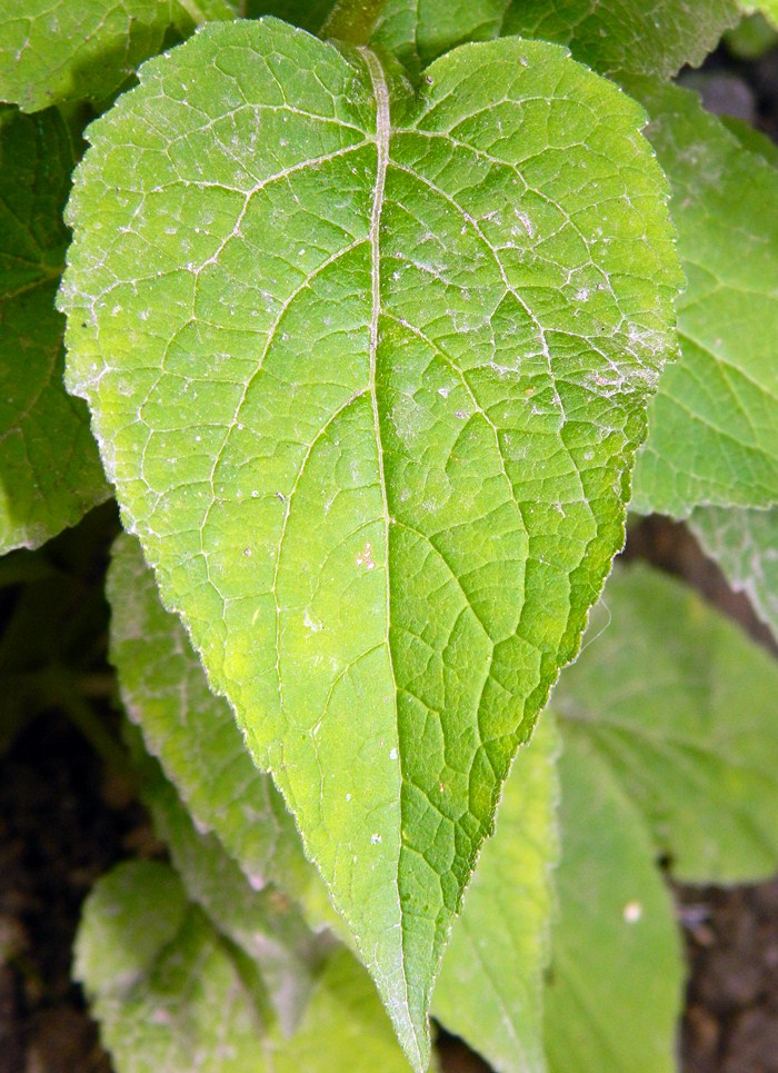 Image of Campanula latifolia specimen.