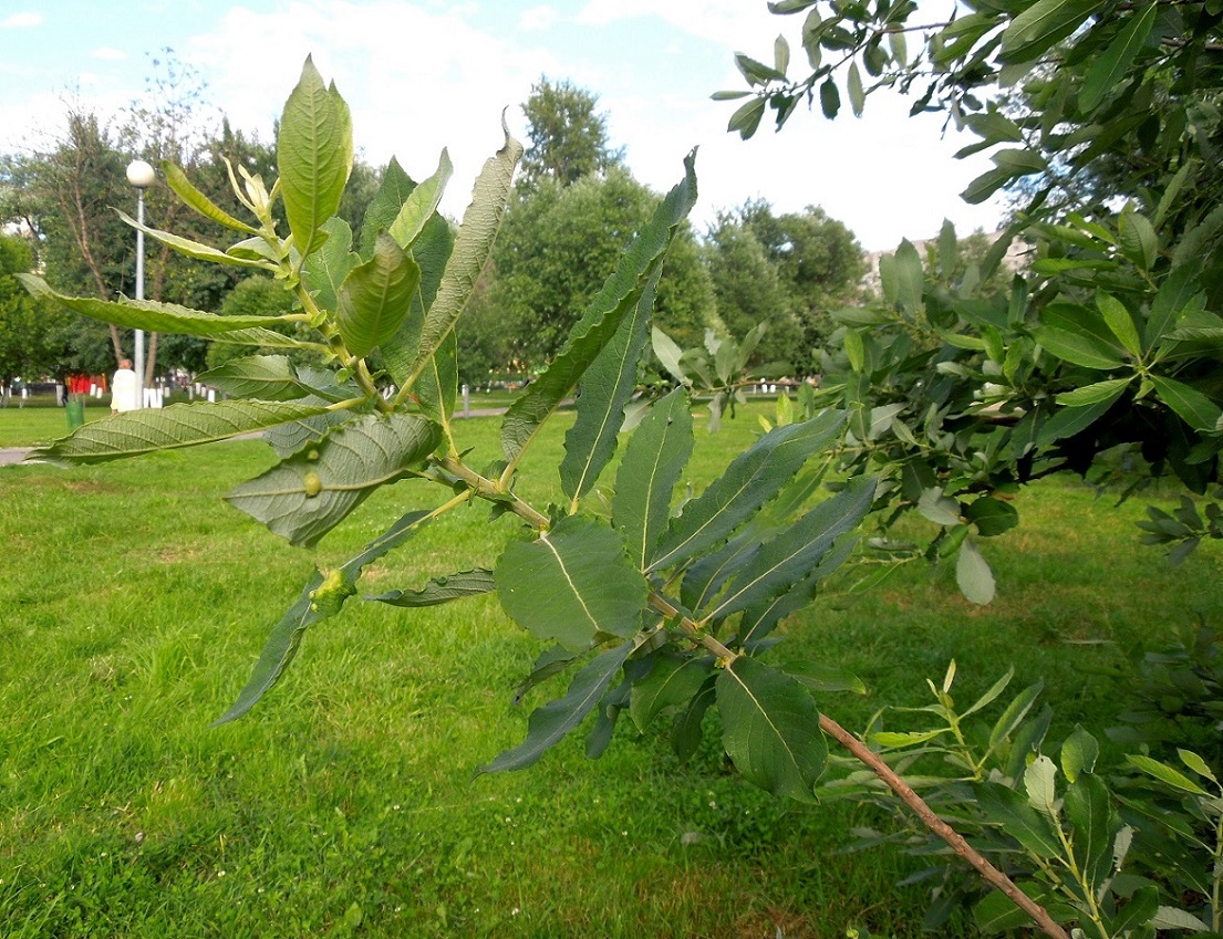 Изображение особи Salix cinerea.