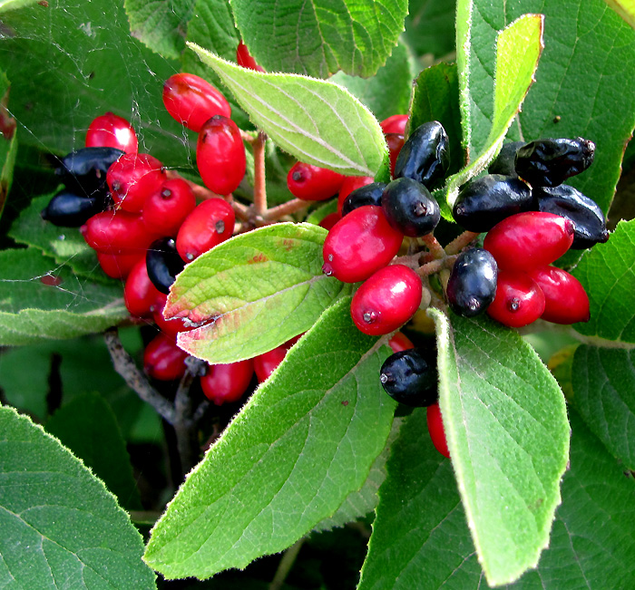 Изображение особи Viburnum lantana.