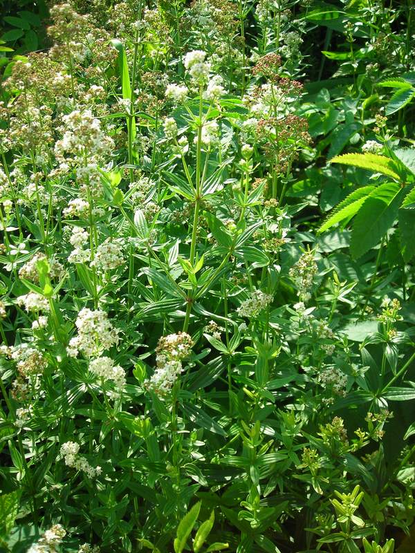 Image of Galium × pseudorubioides specimen.