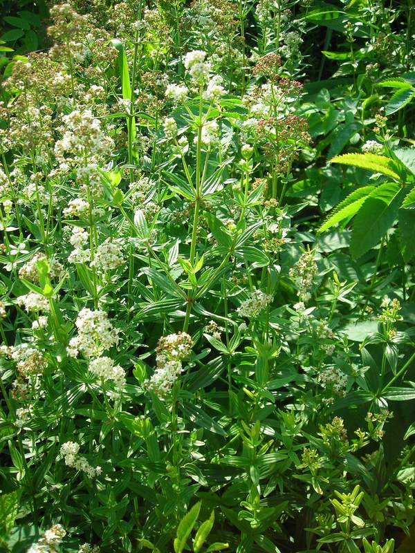 Image of Galium &times; pseudorubioides specimen.