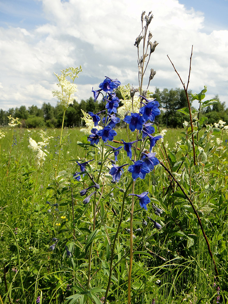 Изображение особи Delphinium cheilanthum.