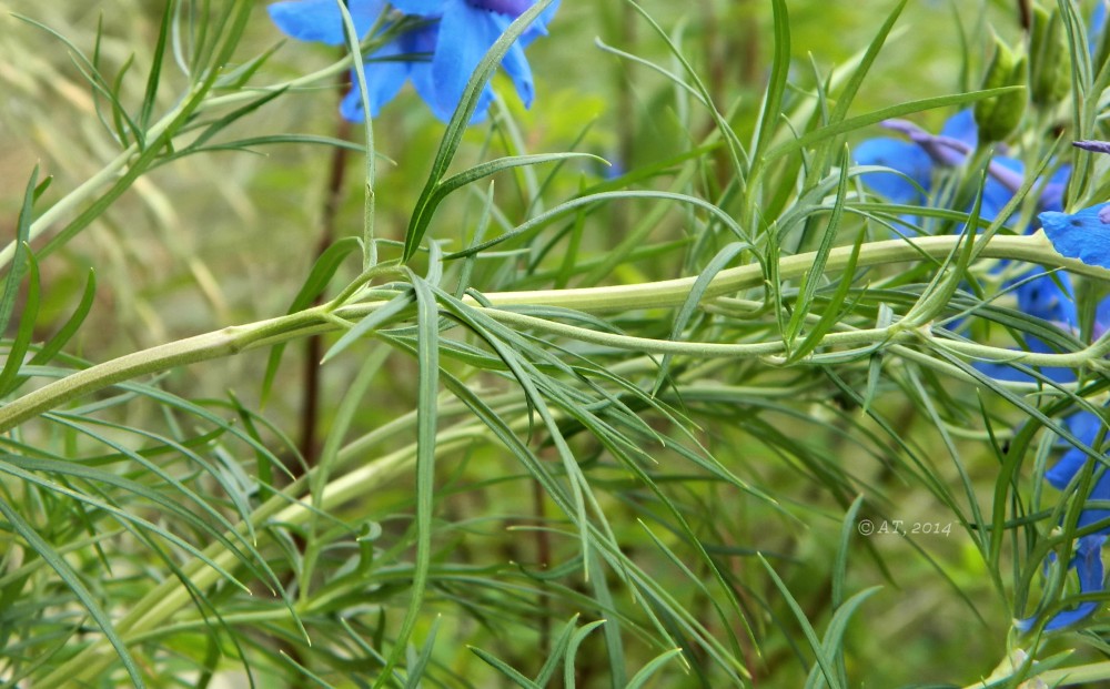 Image of Delphinium grandiflorum specimen.