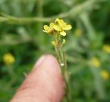 Sisymbrium officinale