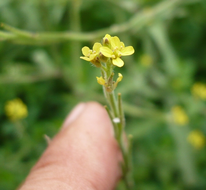 Image of Sisymbrium officinale specimen.