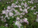 Dianthus superbus