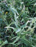 Lactuca tatarica