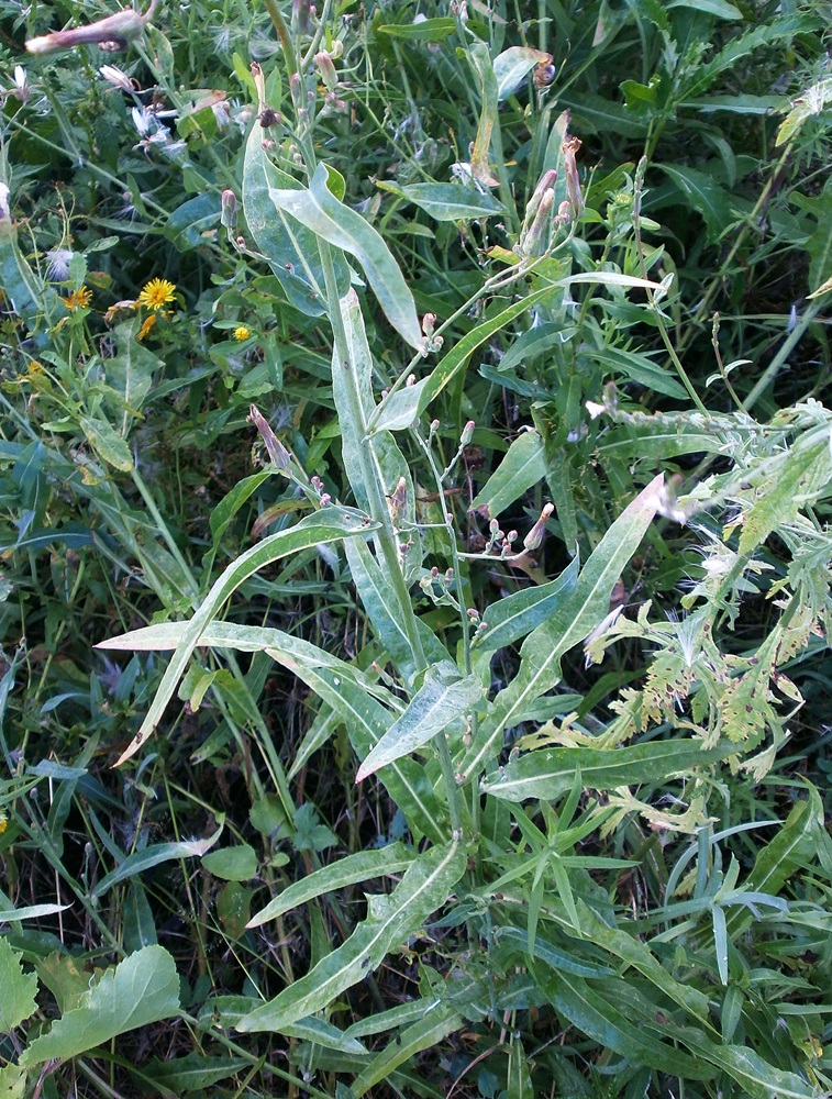 Image of Lactuca tatarica specimen.