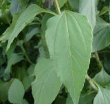 Helianthus tuberosus