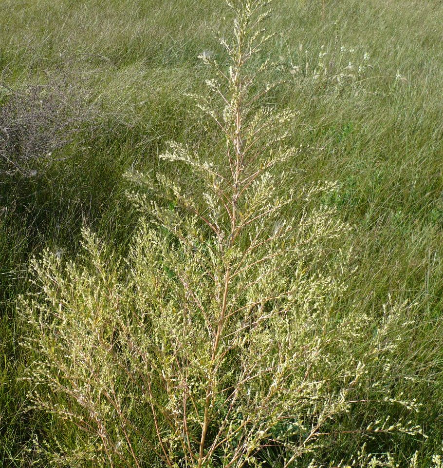 Image of Axyris amaranthoides specimen.