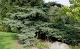 Juniperus virginiana. Взрослое растение с молодыми шишками ('Hetzii'). Германия, г. Дюссельдорф, Ботанический сад университета. 05.09.2014.