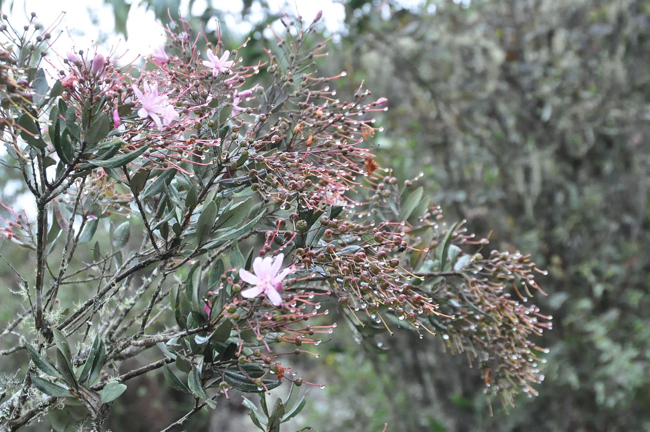 Image of Bejaria aestuans specimen.