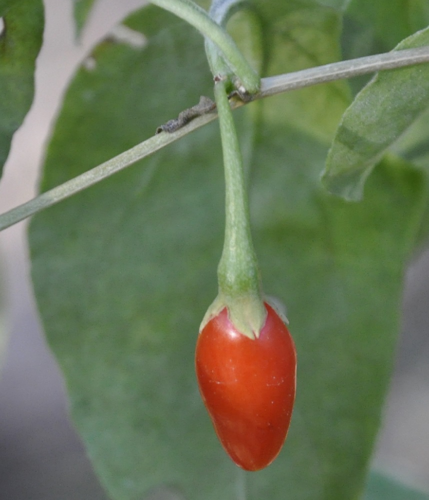 Image of Lycium chinense specimen.