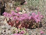 Hylotelephium ewersii. Цветущие растения. Казахстан, Сев. Тянь-Шань, горы Кетмень, перевал Кегень. 15 сентября 2010 г.