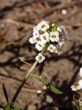 Lobularia maritima