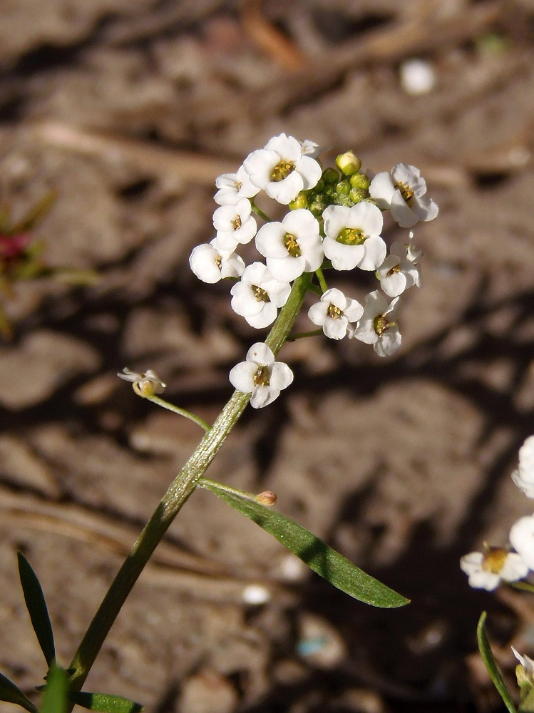 Изображение особи Lobularia maritima.