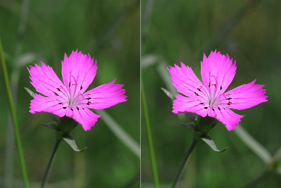 Изображение особи Dianthus versicolor.