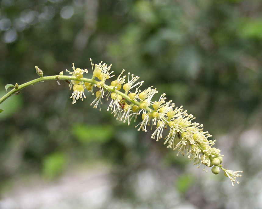 Image of Cimicifuga foetida specimen.