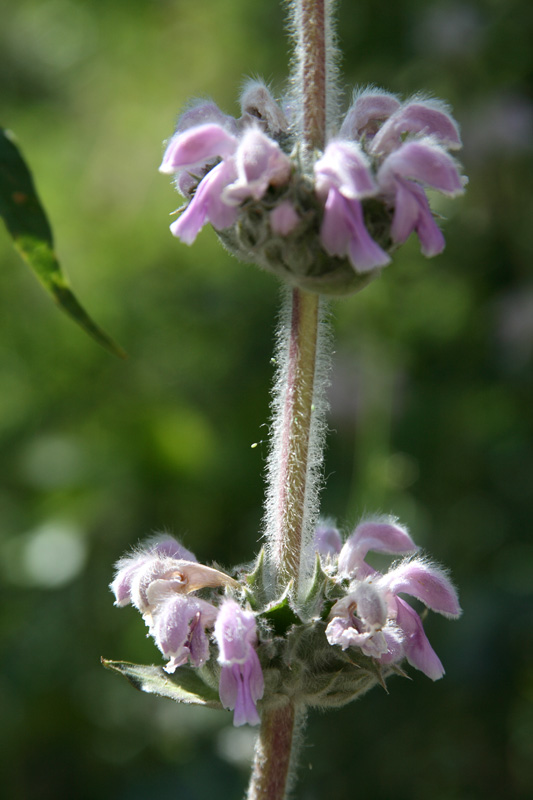 Image of Phlomoides ostrowskiana specimen.