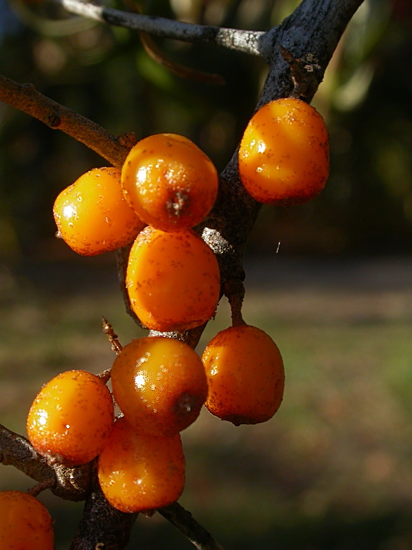 Image of Hippophae rhamnoides specimen.