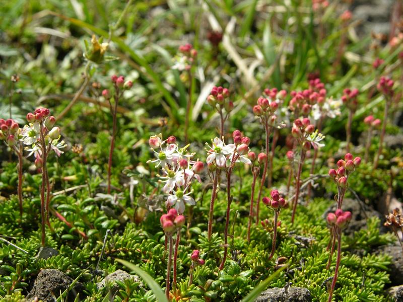 Изображение особи Bryanthus gmelinii.