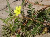 Tribulus terrestris