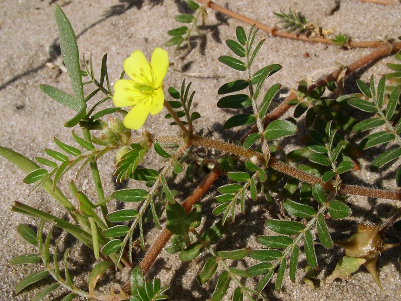 Изображение особи Tribulus terrestris.