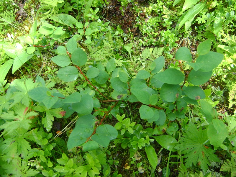 Изображение особи Cotoneaster cinnabarinus.