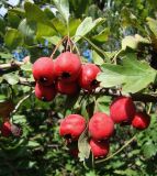 Crataegus monogyna. Ветвь с плодами. Краснодарский край, Кущёвский р-н, станица Шкуринская. 28.09.2009.