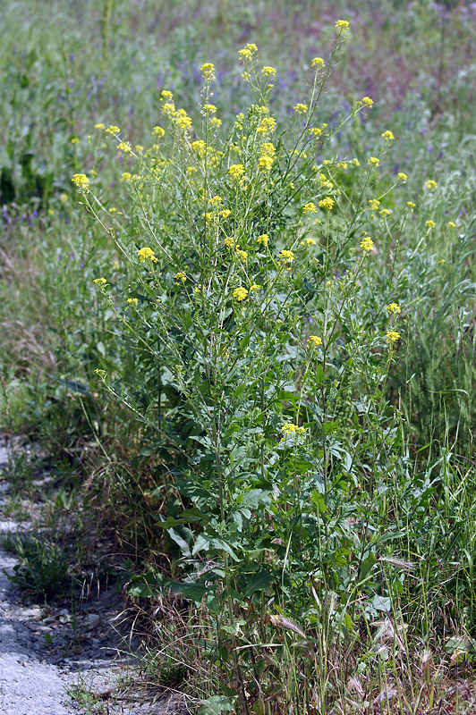 Image of Sisymbrium loeselii specimen.