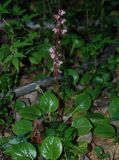 Pyrola incarnata