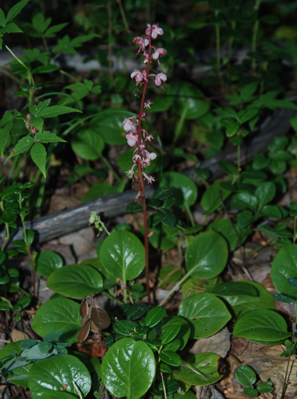 Изображение особи Pyrola incarnata.